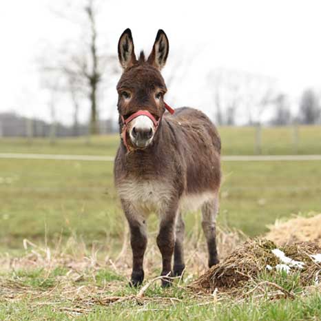 burro