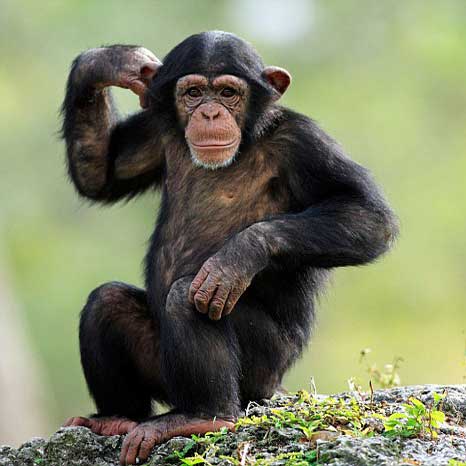 chimpanzé