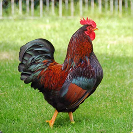 galo