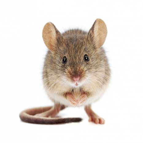 rato