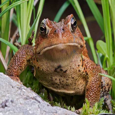 sapo